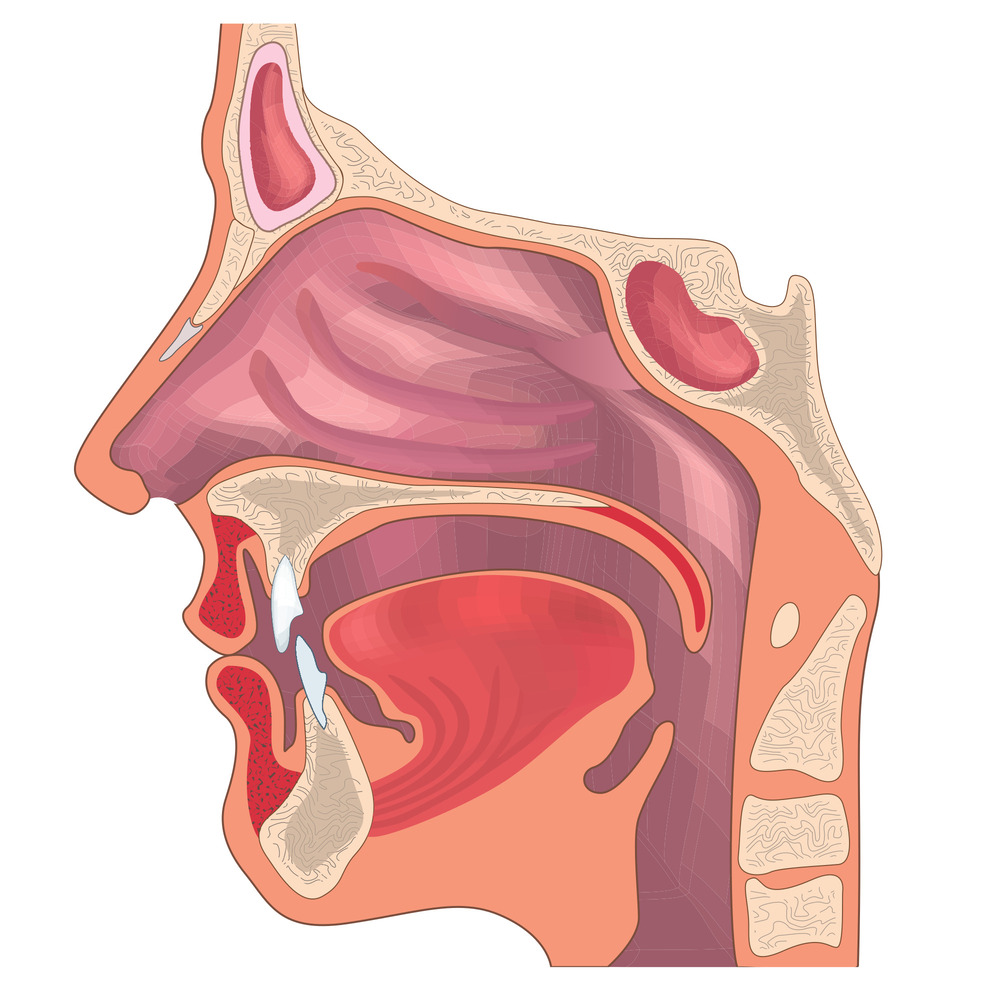Заболевания носа и горла - как и чем лечить?